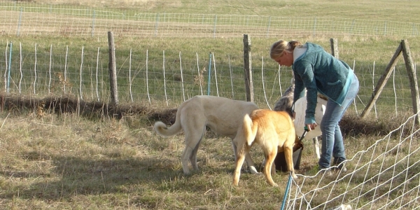 chien troupeau