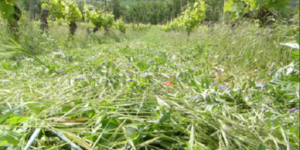 engrais verts dans les vignes