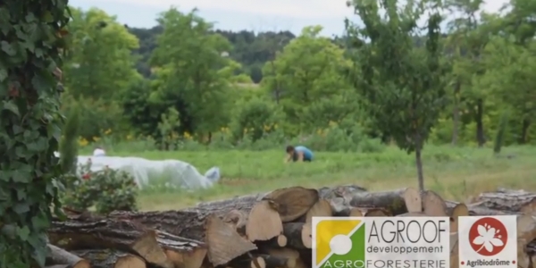 photo agroforesterie