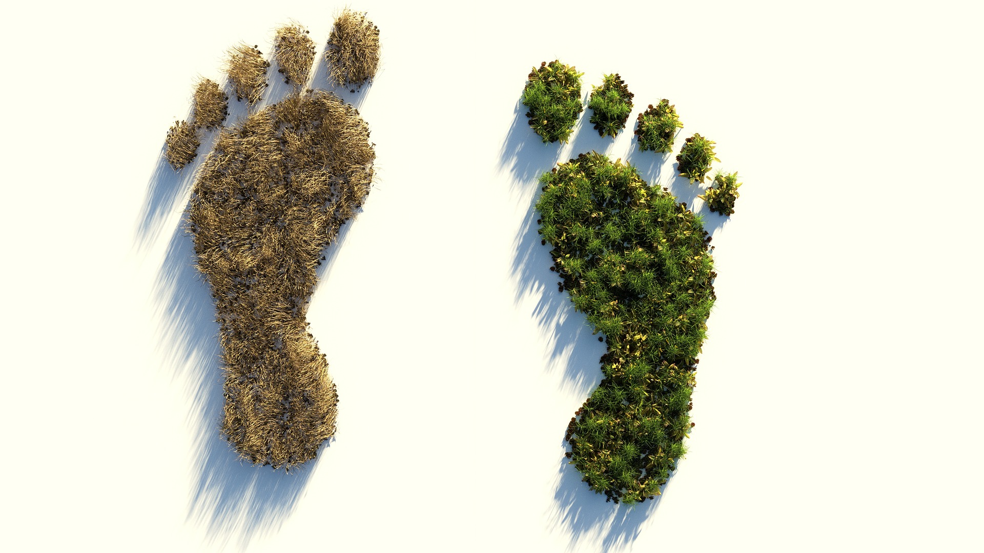 ecological footprint