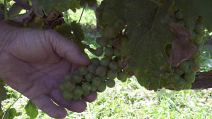 Alternatives cuivre dans les vignes2