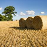 champ cereales recolte capture lors journee ensoleillee quelques nuages2