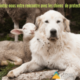 chien de protection