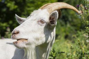 domestic goat raised at farm