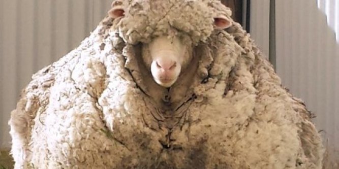 laine de mouton