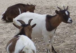 cabris