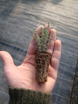 bouturage ppam