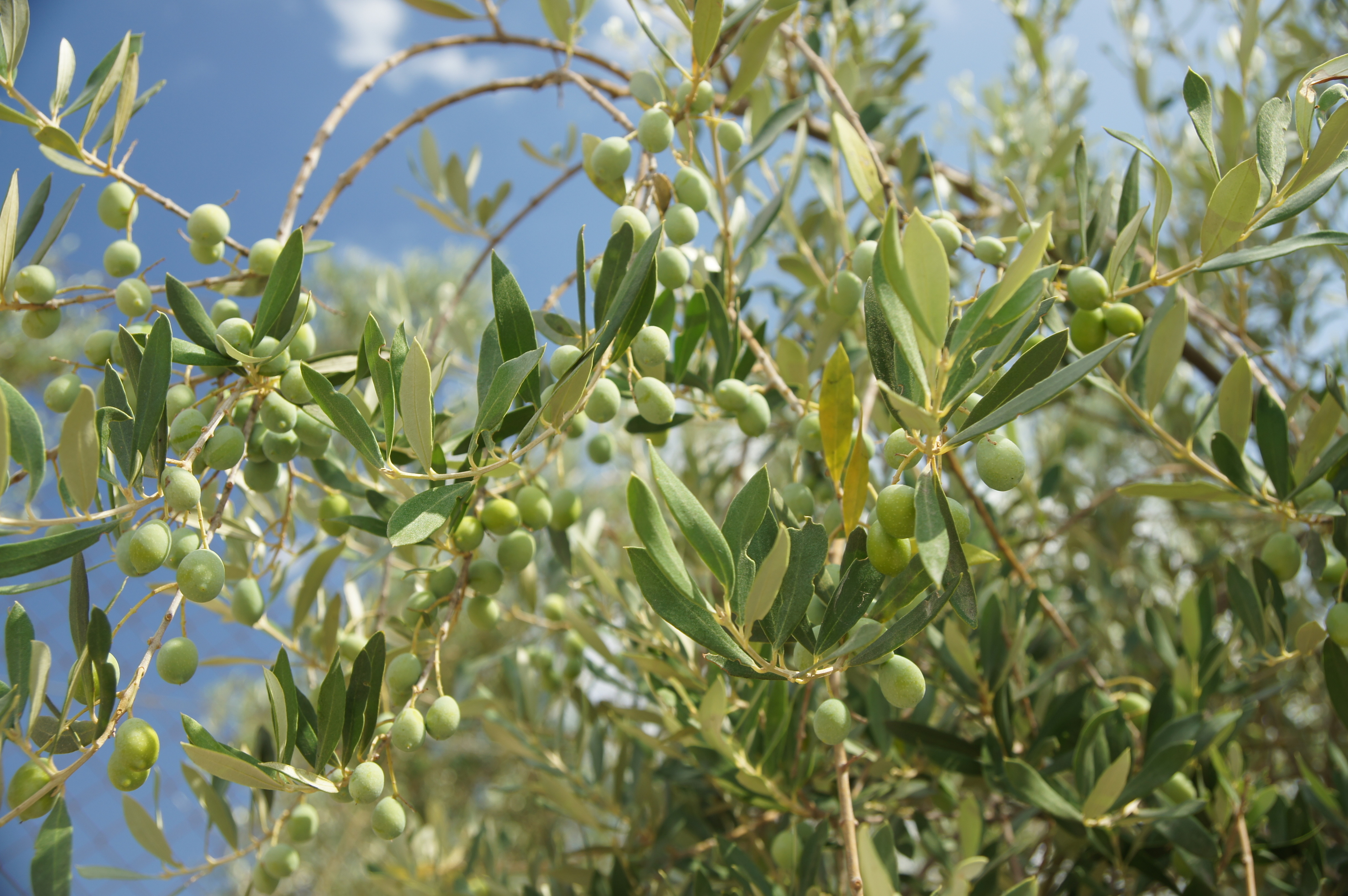 olive tree
