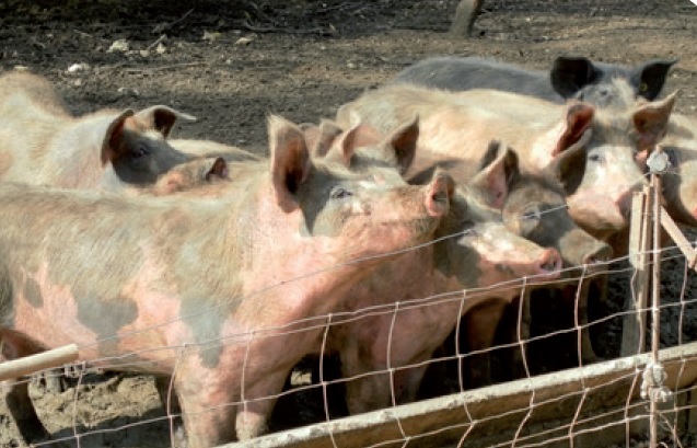 cochons
