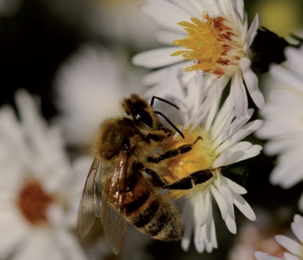abeilles