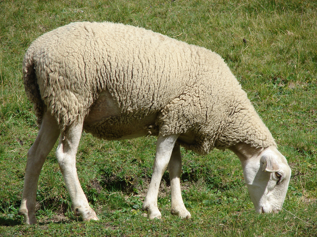 4944185605 a61316d60e b