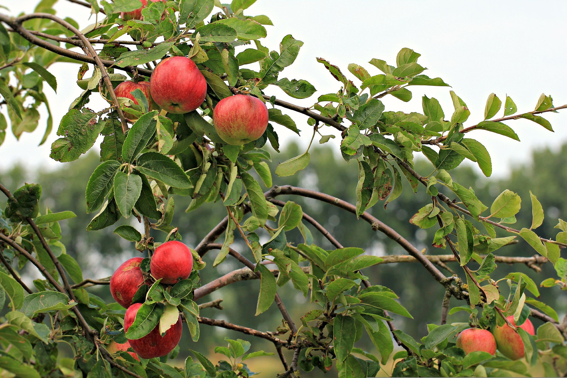 apple g580705688 1920