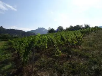 vignes