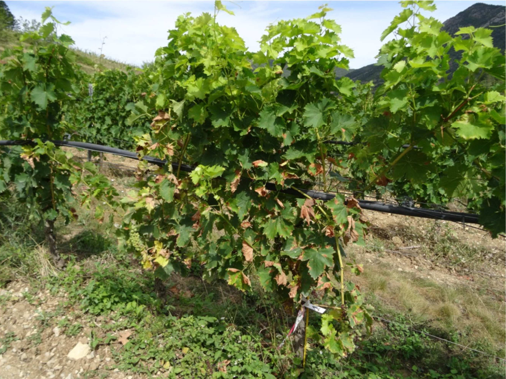 viticulture alternat