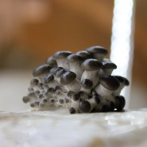 Lelevage de champignons artisanal