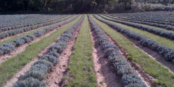 lavande enherbe