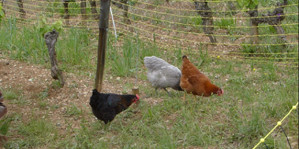 biodynamie dans la vigne