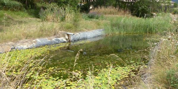 phytoepuration